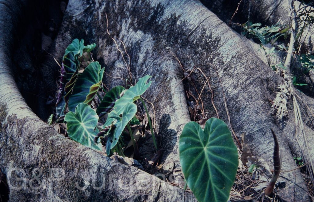 Nepal 1994 228 ergebnis