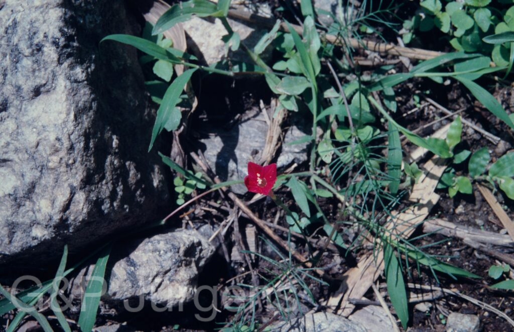 Nepal 1994 231 ergebnis