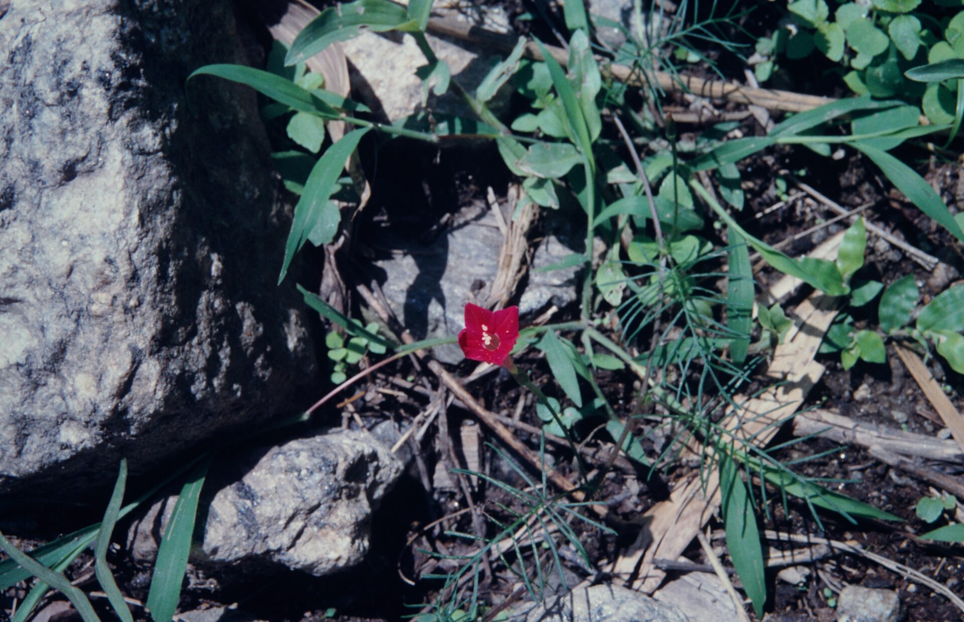Ipomoea quamoclit — Convolvulaceae