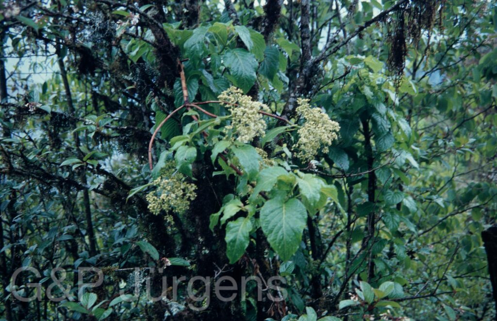 Nepal 1994 251 ergebnis