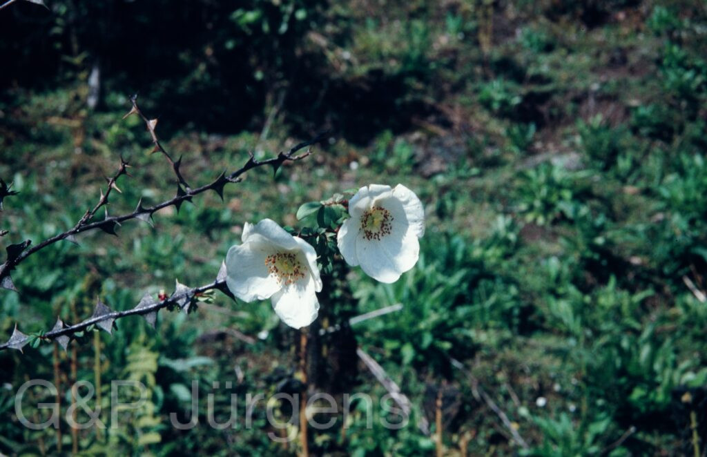 Nepal 1994 253 ergebnis