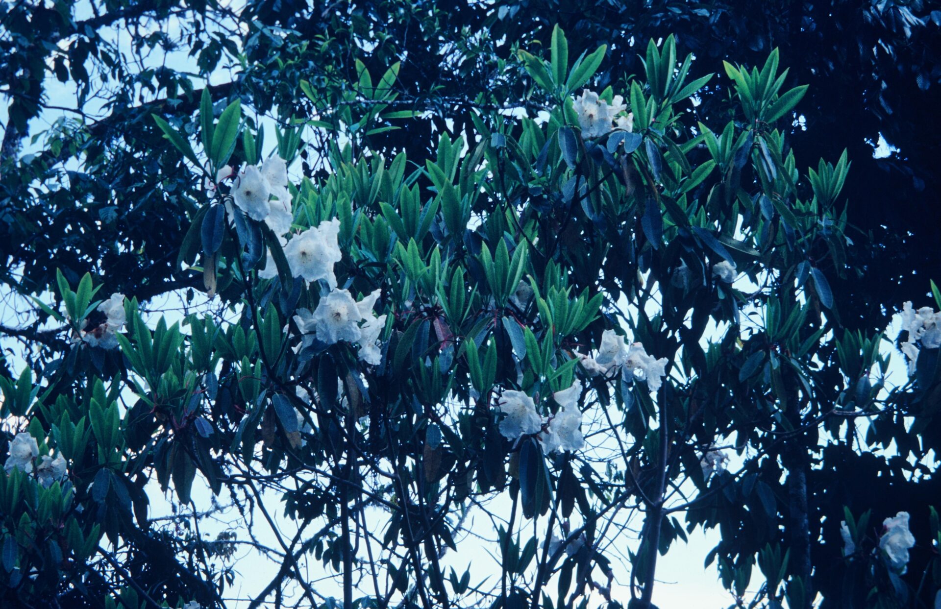 Rhododendron griffithianum — Ericaceae