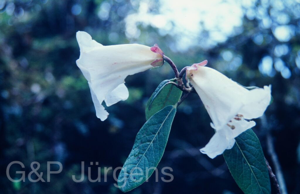 Nepal 1994 257 ergebnis