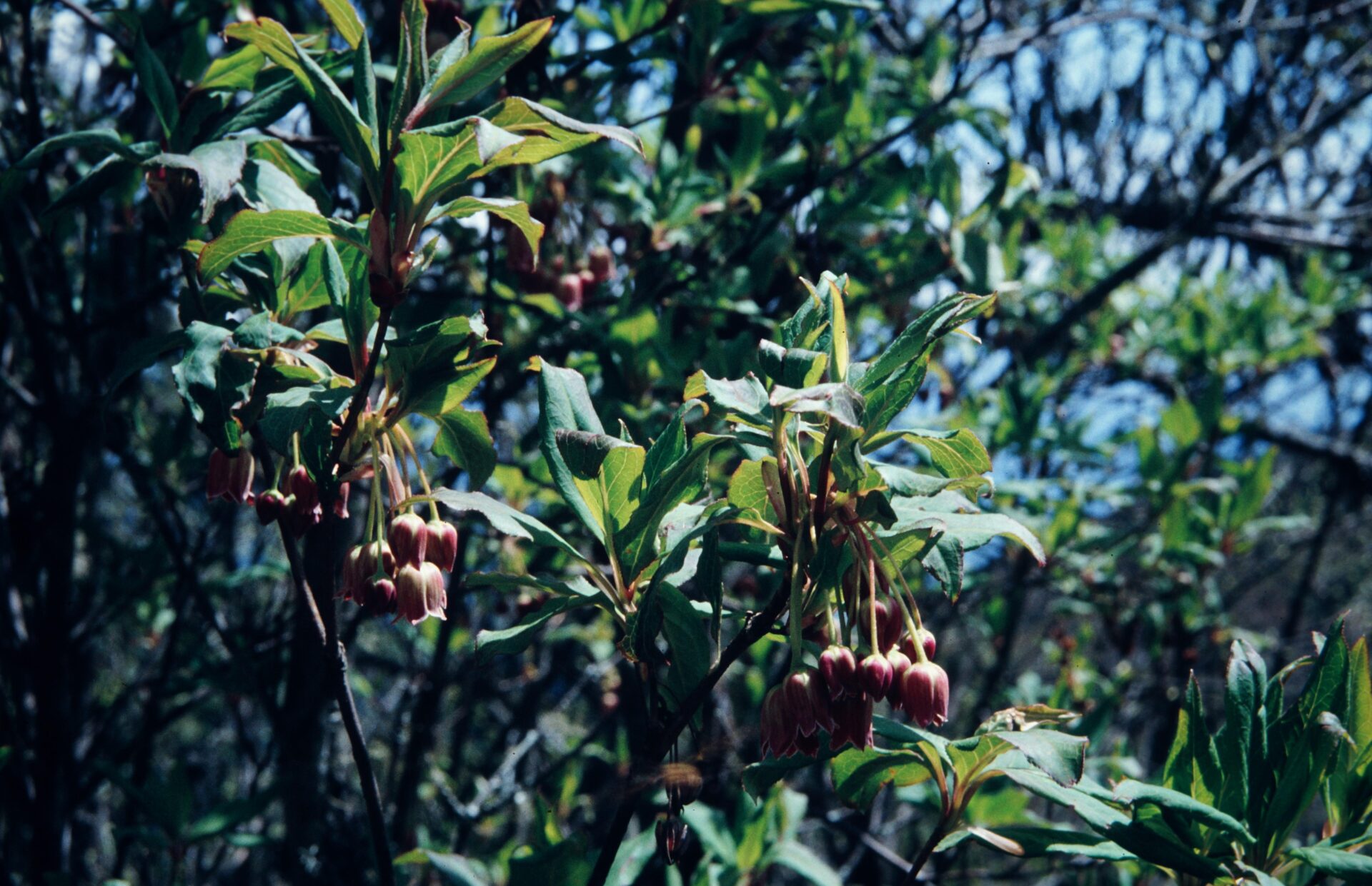 Enkianthus deflexus — Ericaceae