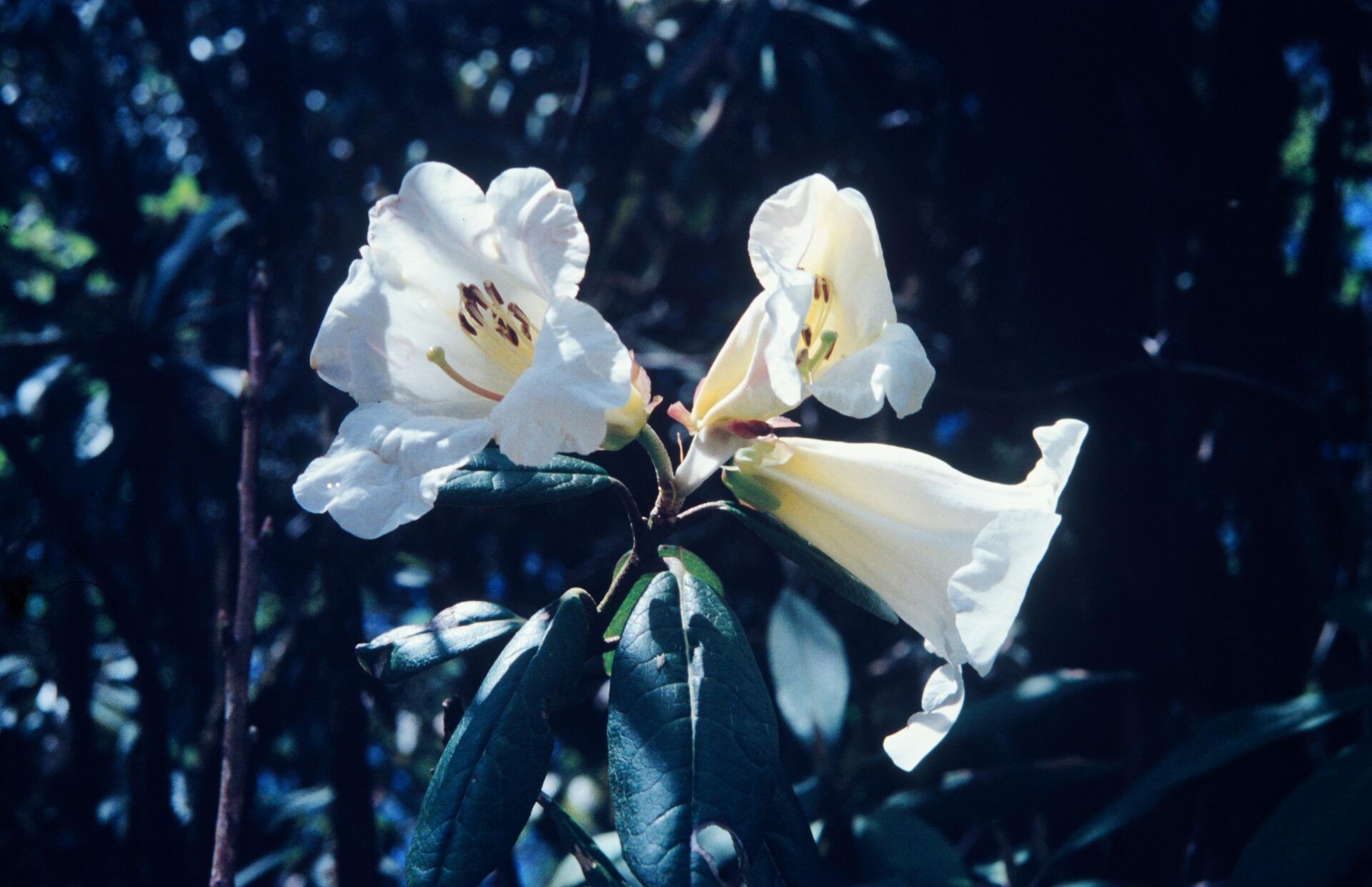 Rhododendron lindleyi — Ericaceae