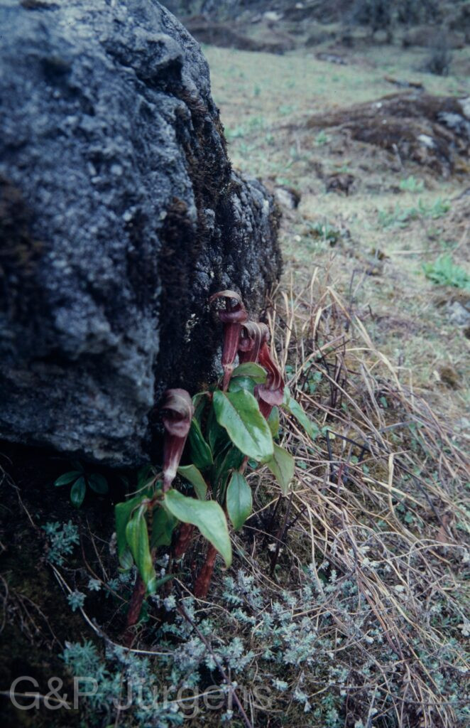 Nepal 1994 269 ergebnis