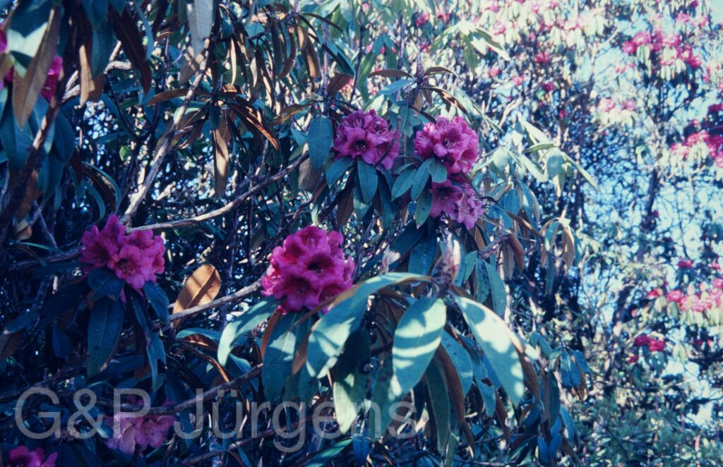 Nepal 1994 286 ergebnis