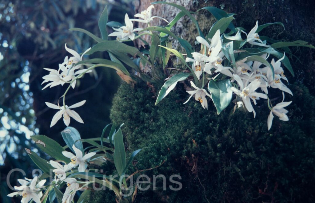 Nepal 1994 288 ergebnis