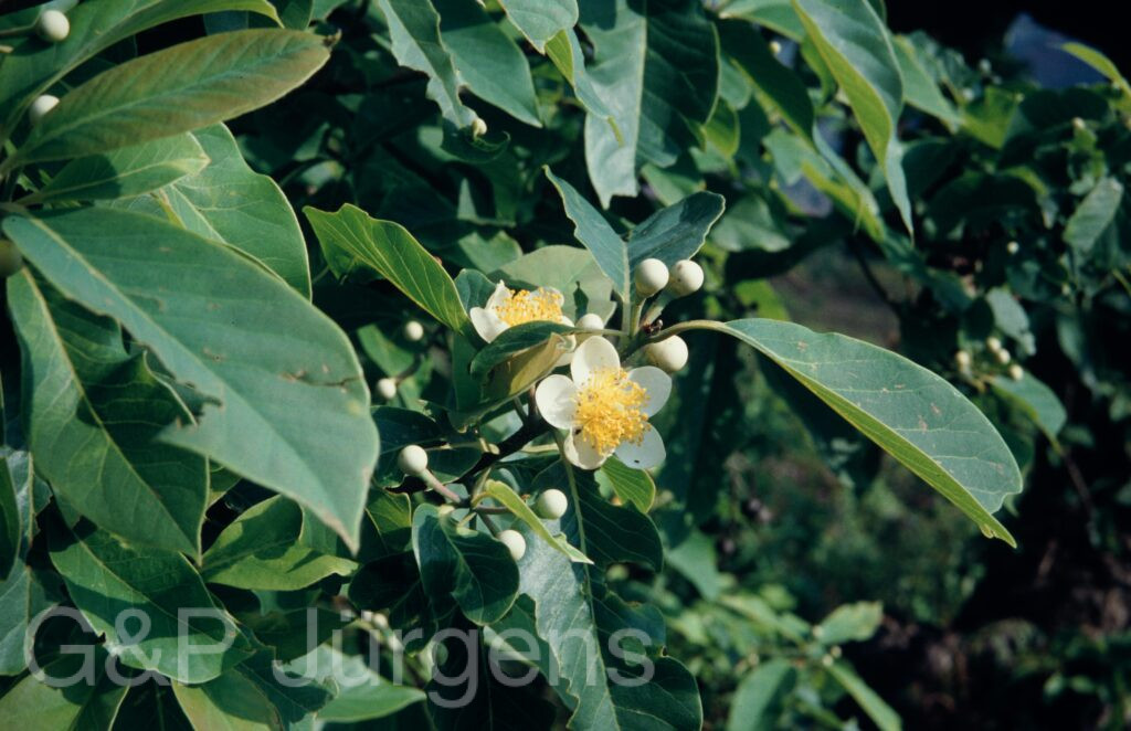 Nepal 1994 322 ergebnis