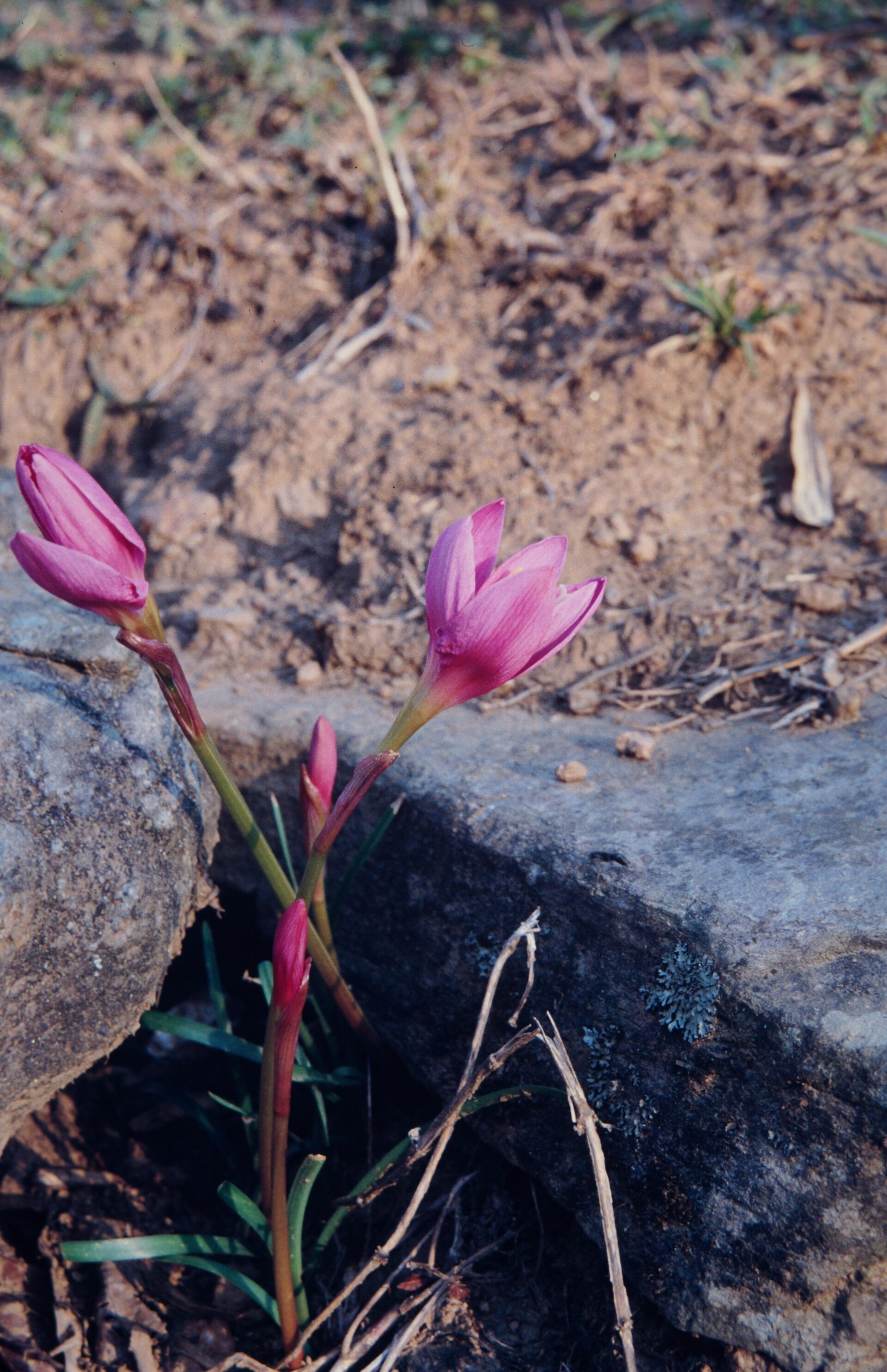 Zephyranthes carinata — Amaryllidaceae