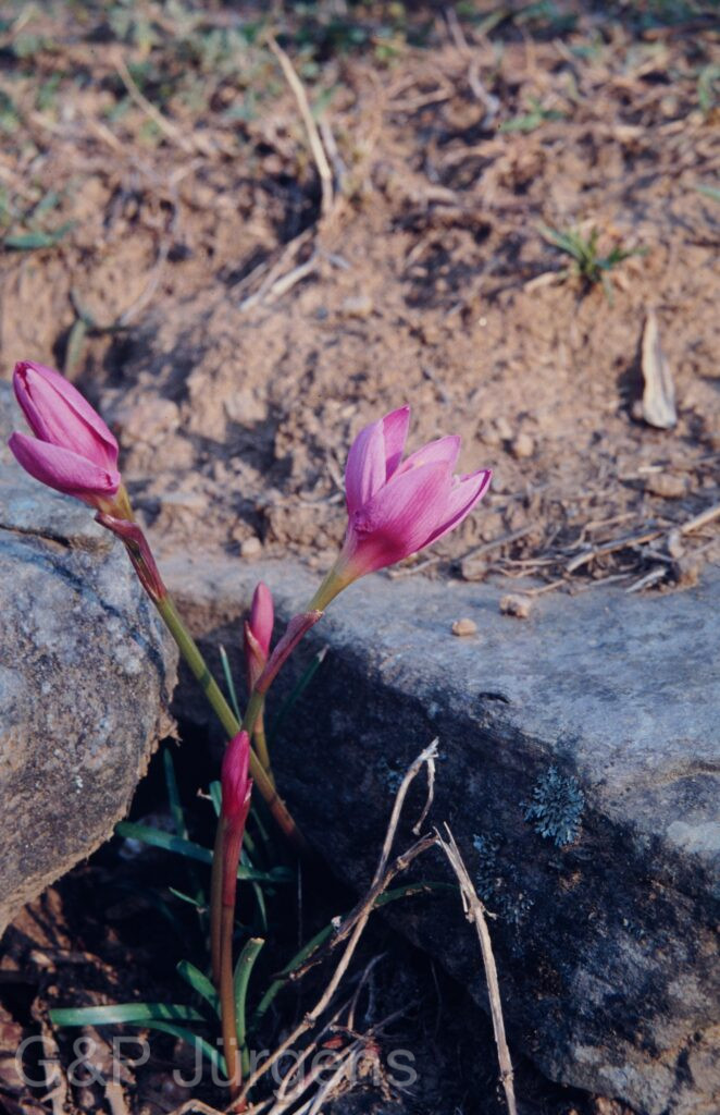 Nepal 1994 323 ergebnis