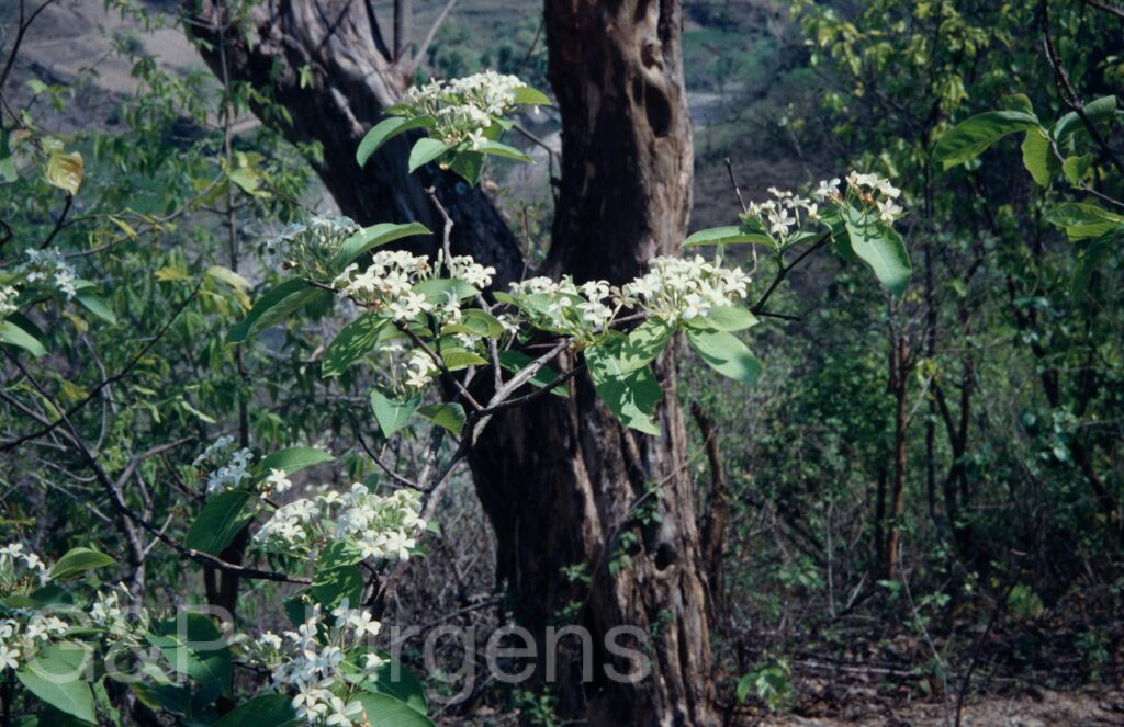 Nepal 1994 329 ergebnis
