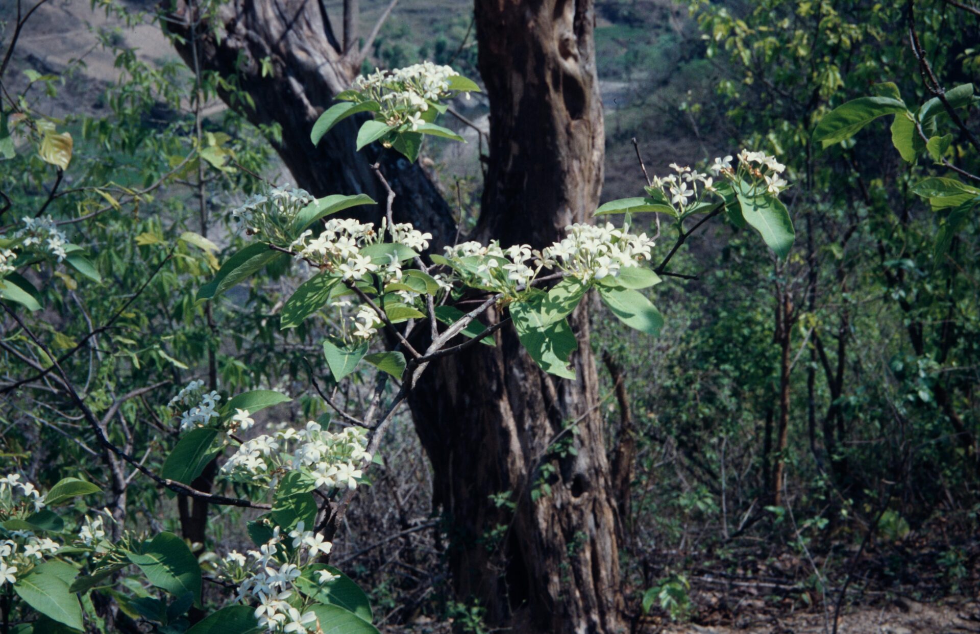 Holarrhena pubescens — Apocynaceae