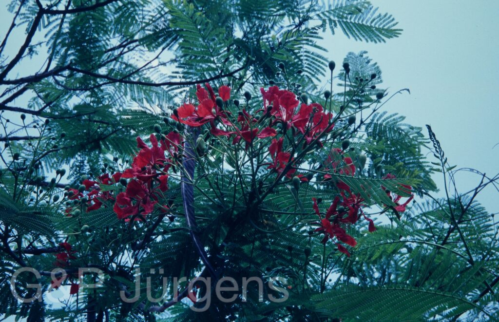 Nepal 1994 335 2 ergebnis