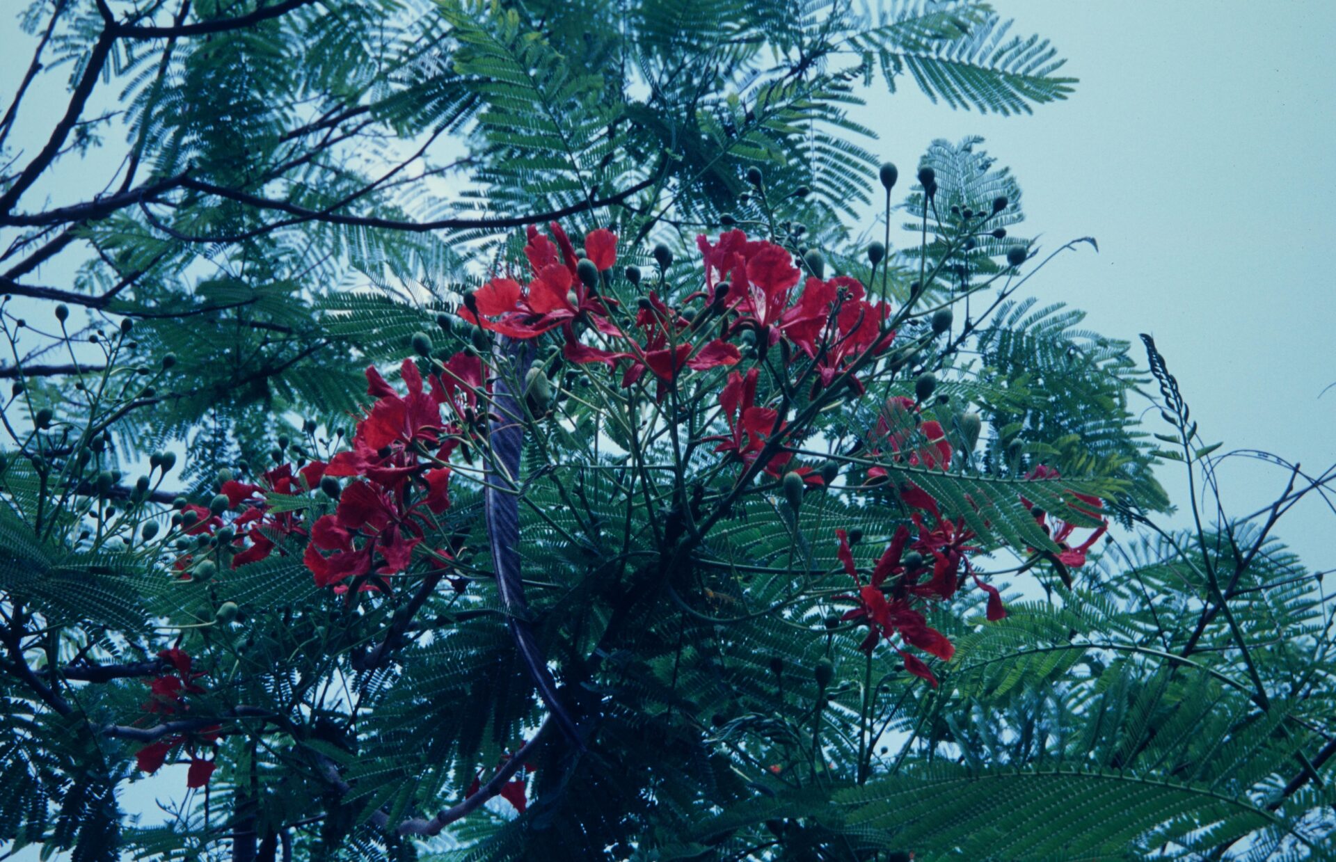 Delonix regia — Fabaceae