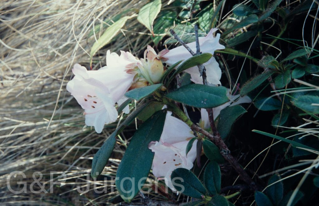 Nepal 1994 70 ergebnis