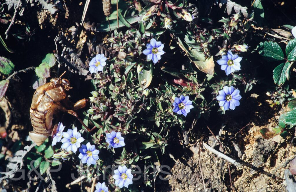 Nepal 1994 80 ergebnis
