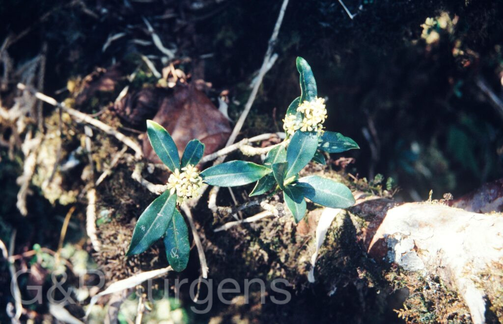 Nepal 1994 84 ergebnis