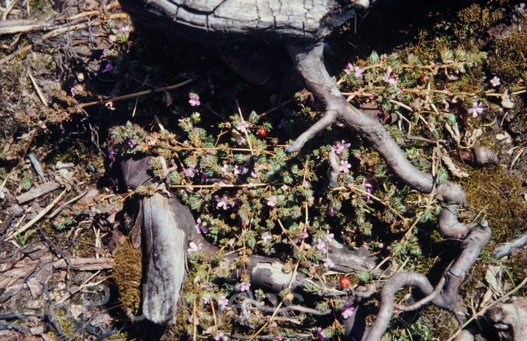 Nepal 1994 90 ergebnis