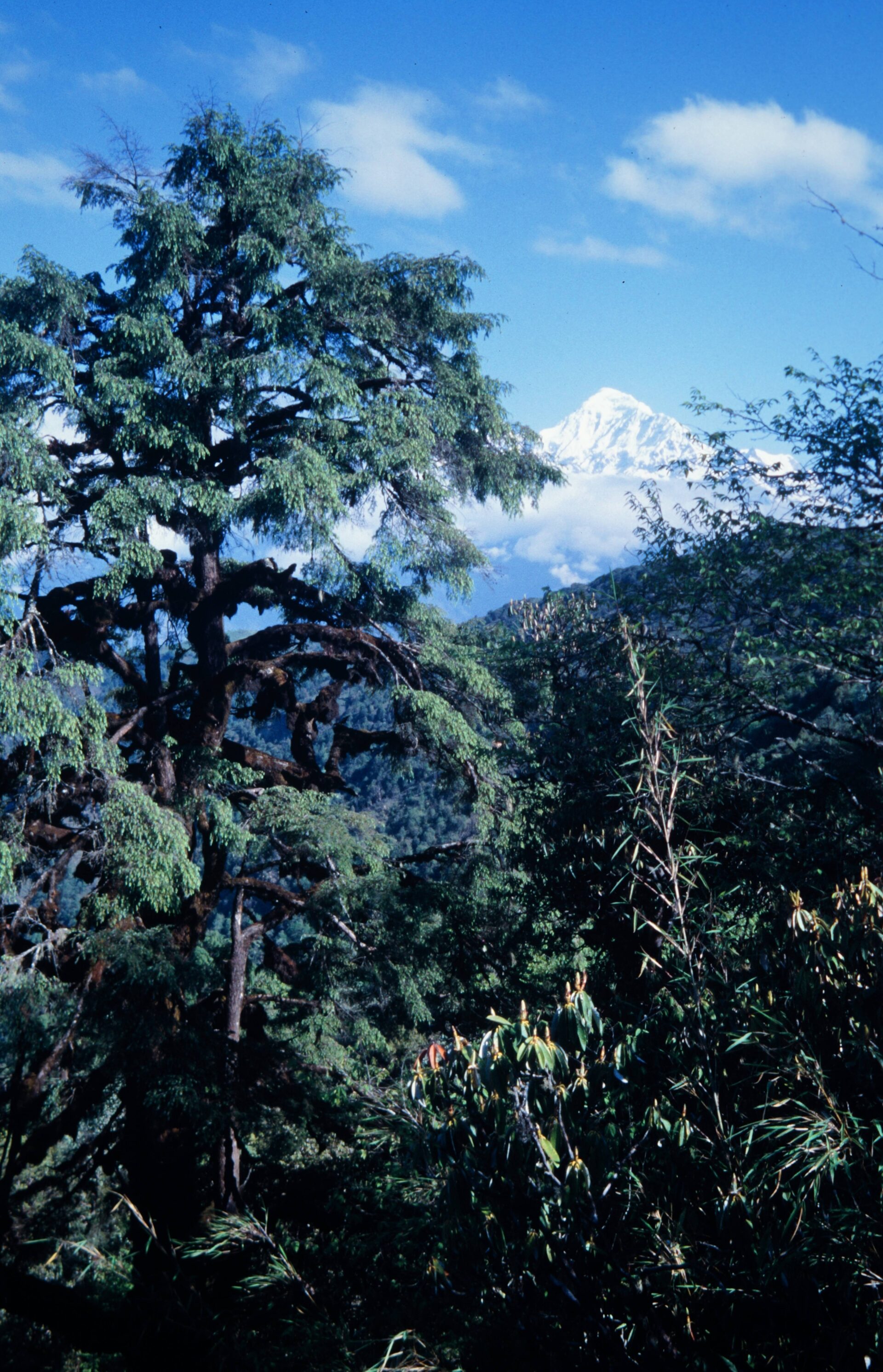 Tsuga dumosa