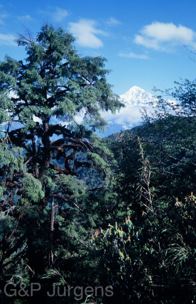 Nepal 2001 283 ergebnis ergebnis