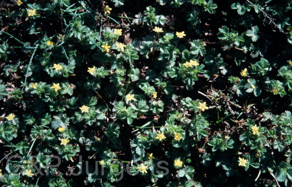 Nepal 2001 285 ergebnis ergebnis