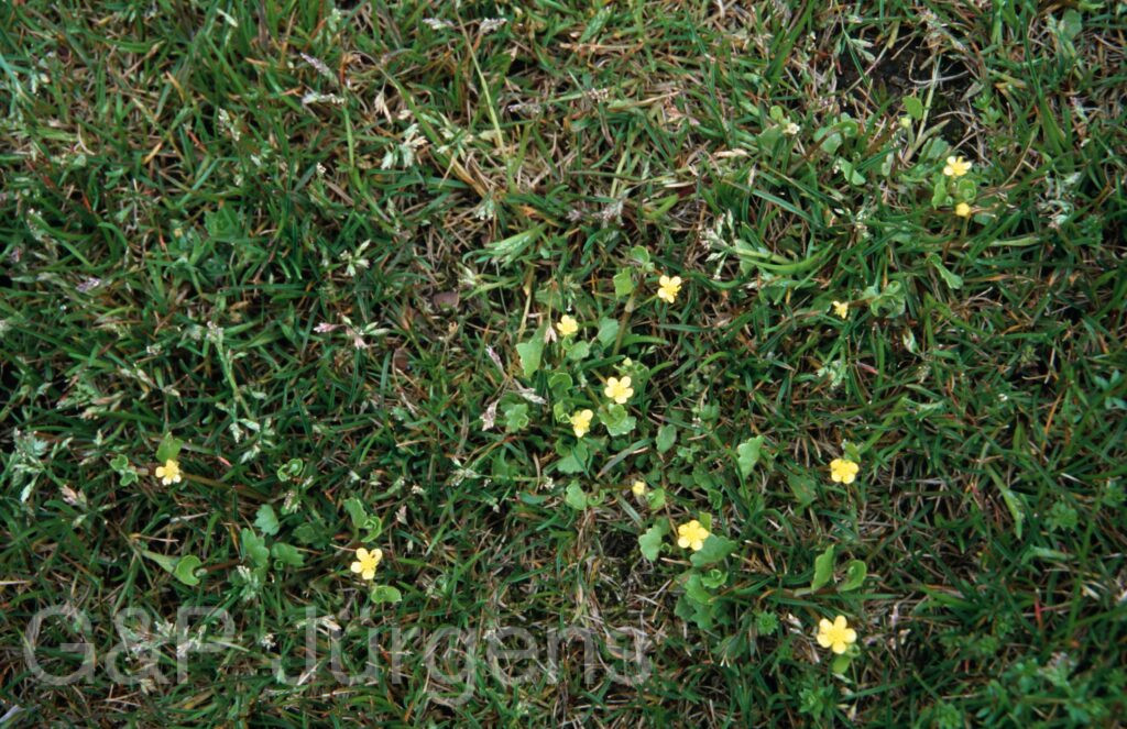 Nepal 2001 304 ergebnis ergebnis