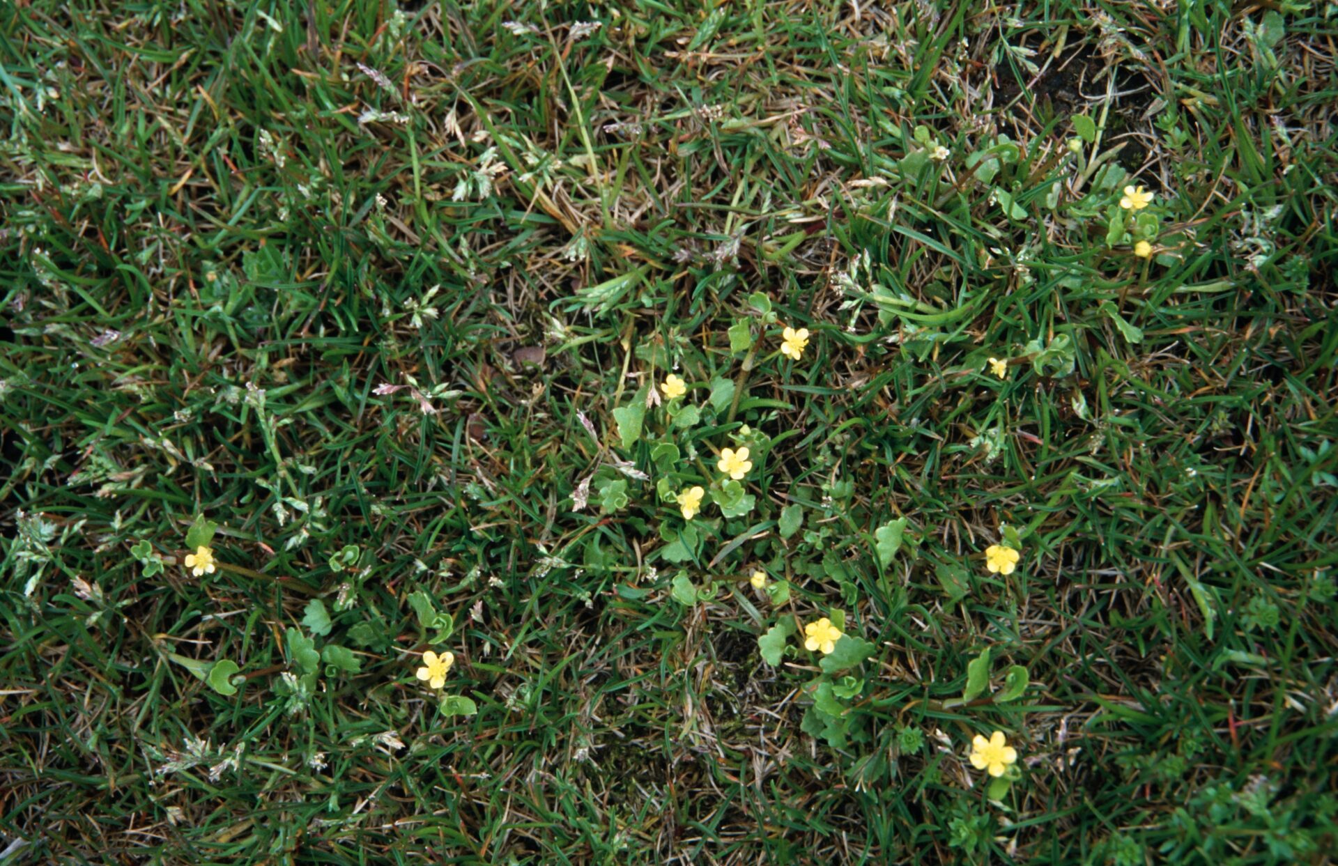 Ranunculus microphyllus — Ranunculaceae