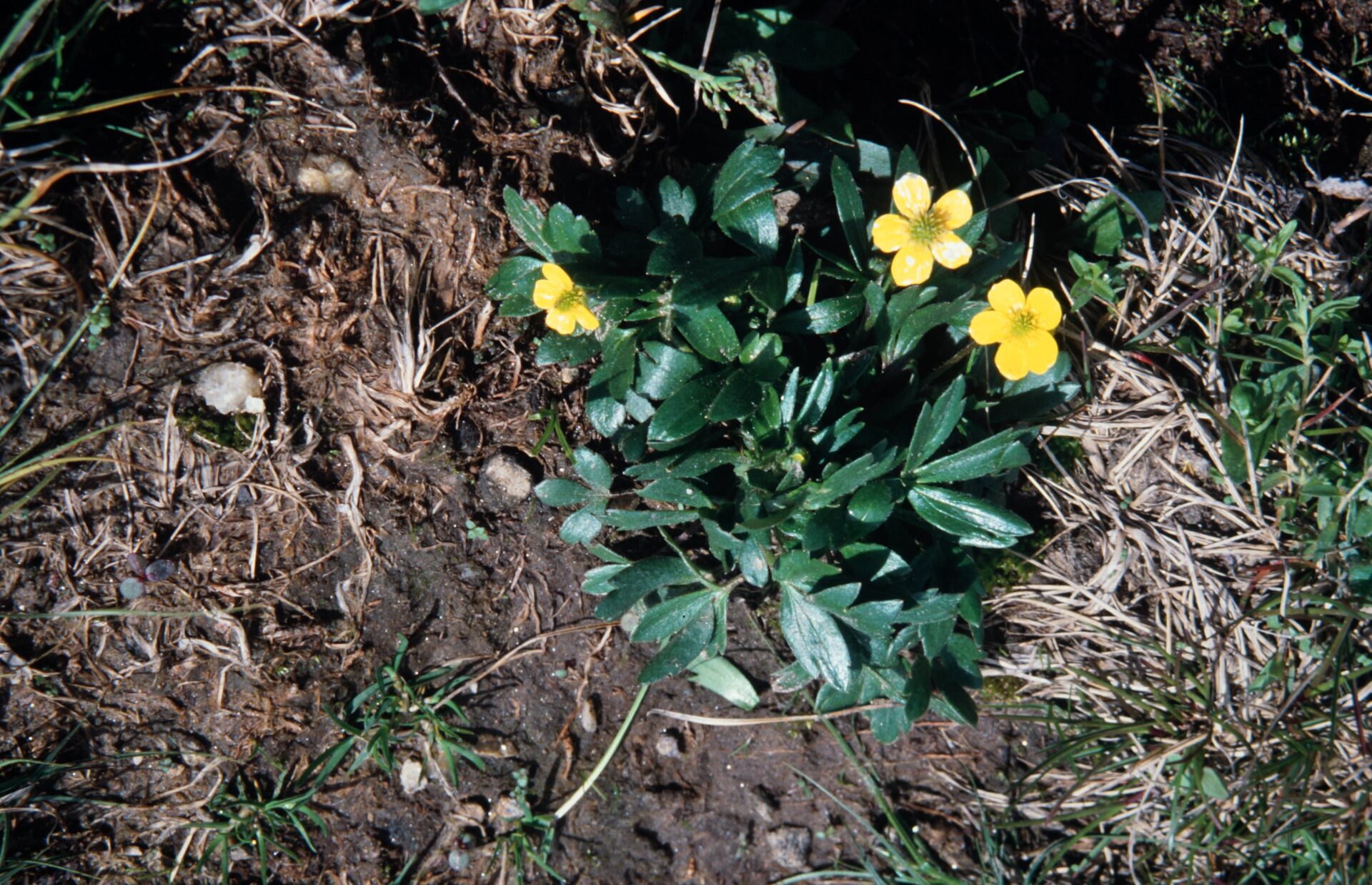 Ranunculus adoxifolius — Ranunculaceae