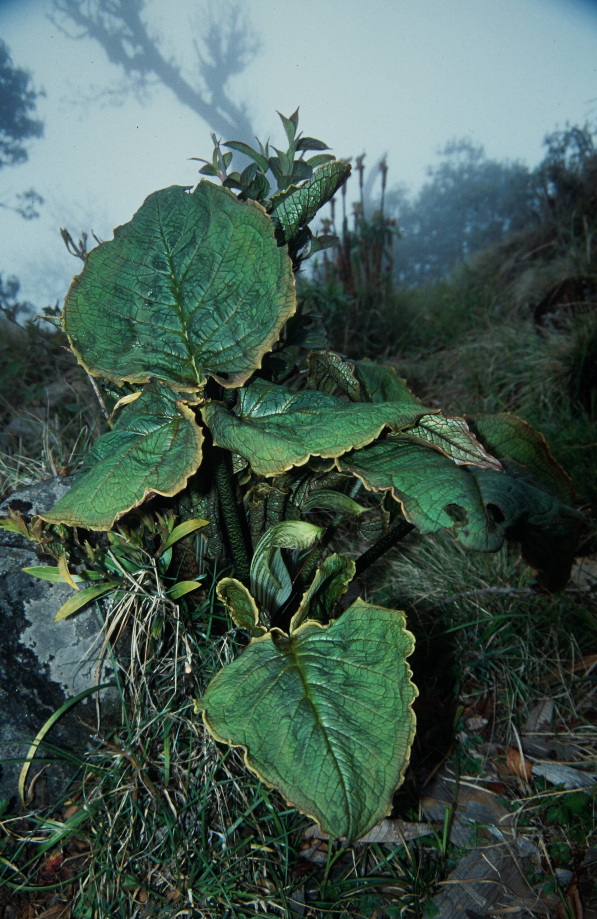 Arisaema propinquum — Araceae