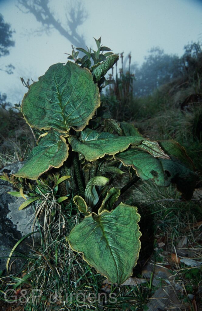 Nepal 2001 310 ergebnis ergebnis