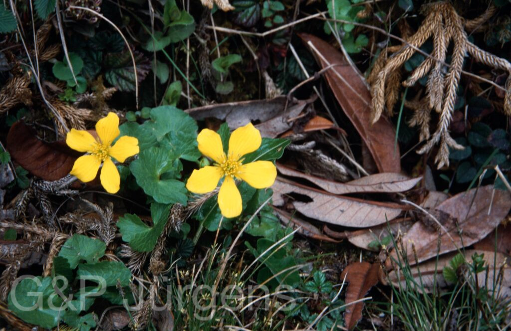 Nepal 2001 312 ergebnis ergebnis