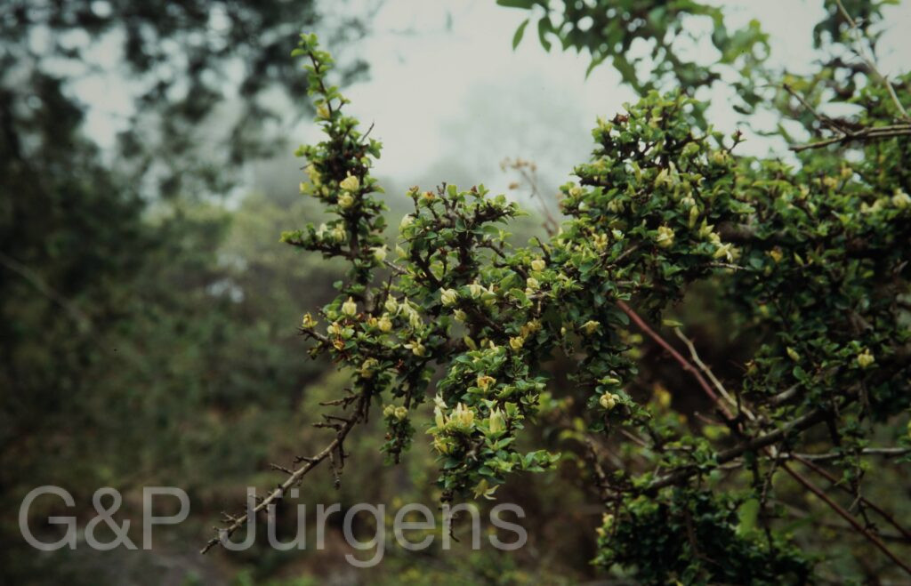 Nepal 2009 10 ergebnis