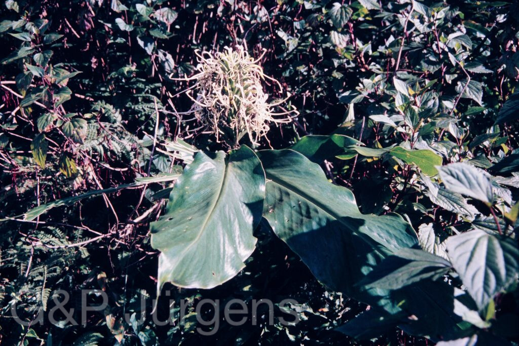 Nepal 95 11 P18 ergebnis