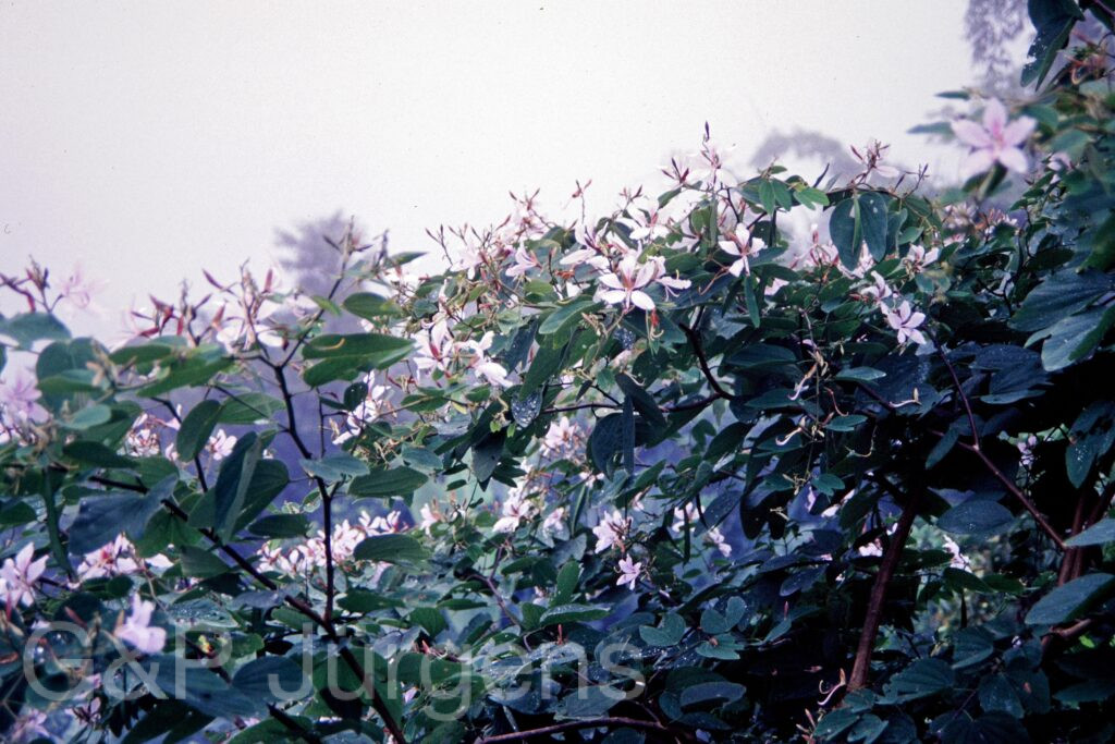 Nepal 95 20 P29 ergebnis