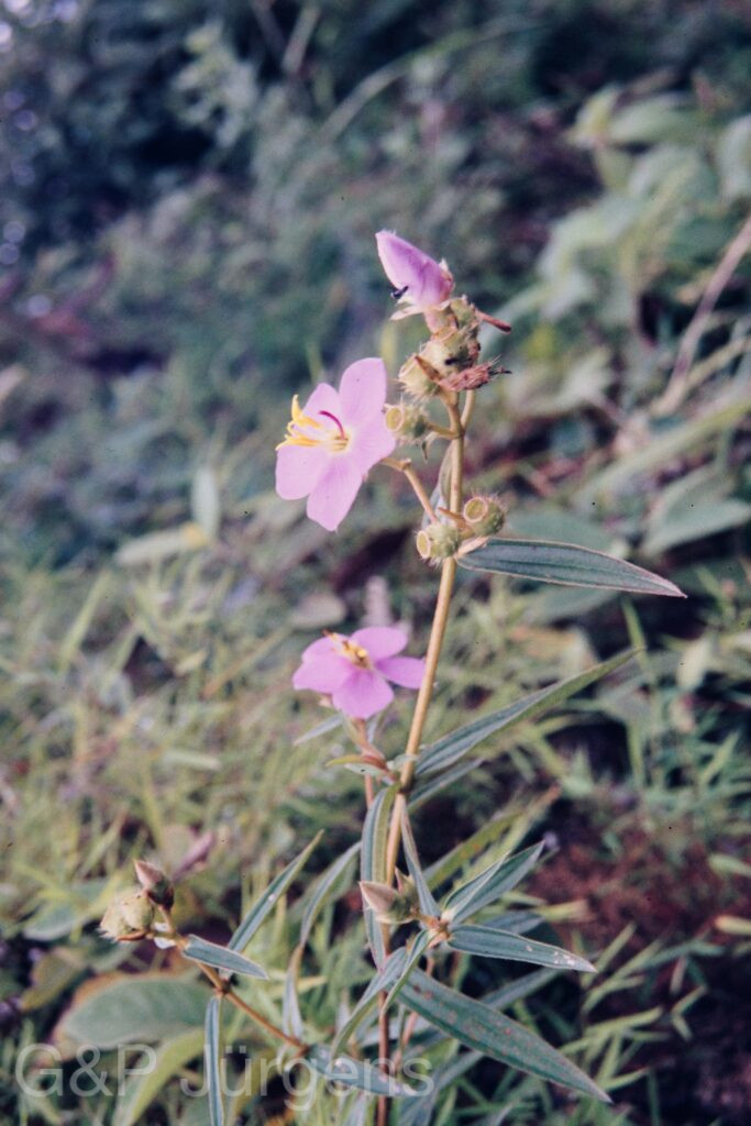 Nepal 95 22 P31 ergebnis