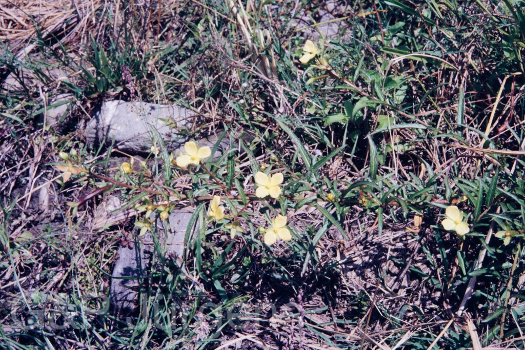 Nepal 95 27 P42 ergebnis