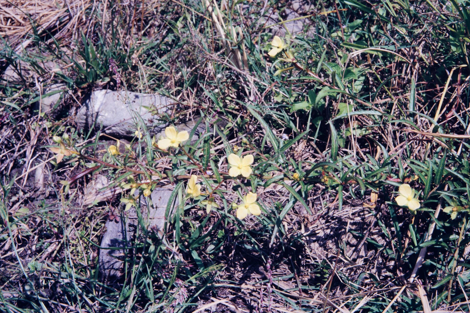Ludwigia octovalvis — Onagraceae