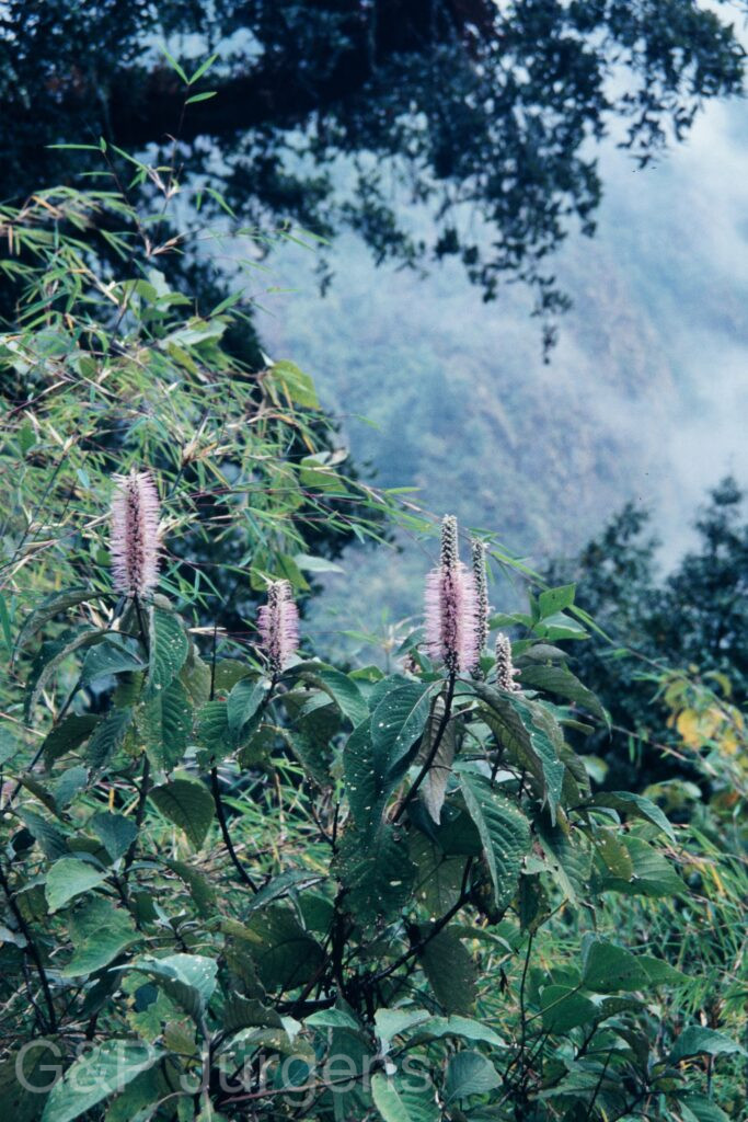Nepal 95 429 P745 ergebnis
