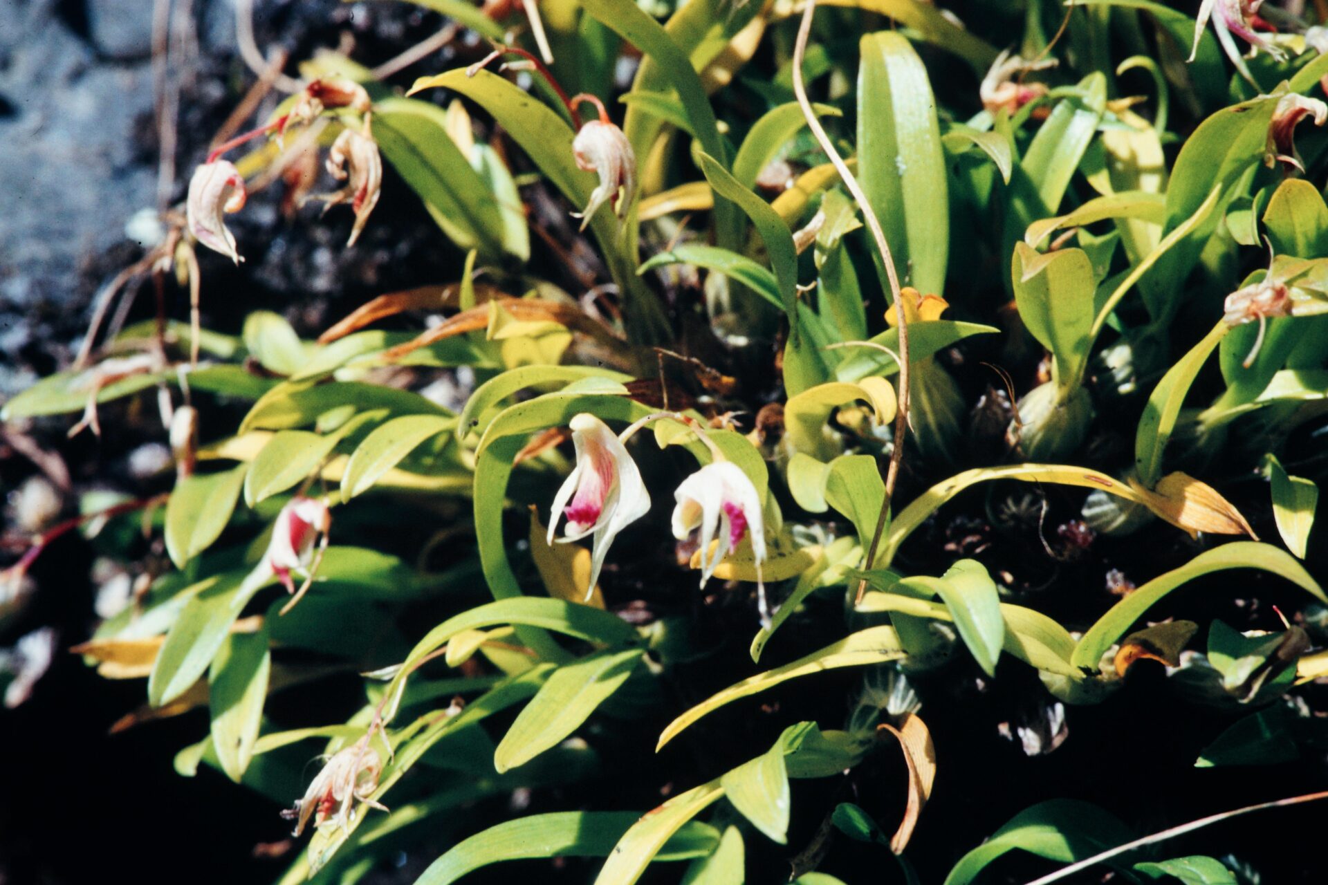 Dendrobium crispum — Orchideaceae