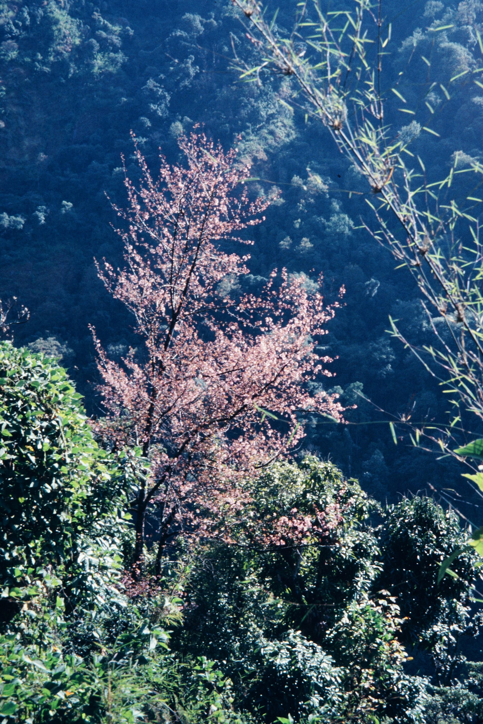 Prunus campanulata — Rosaceae