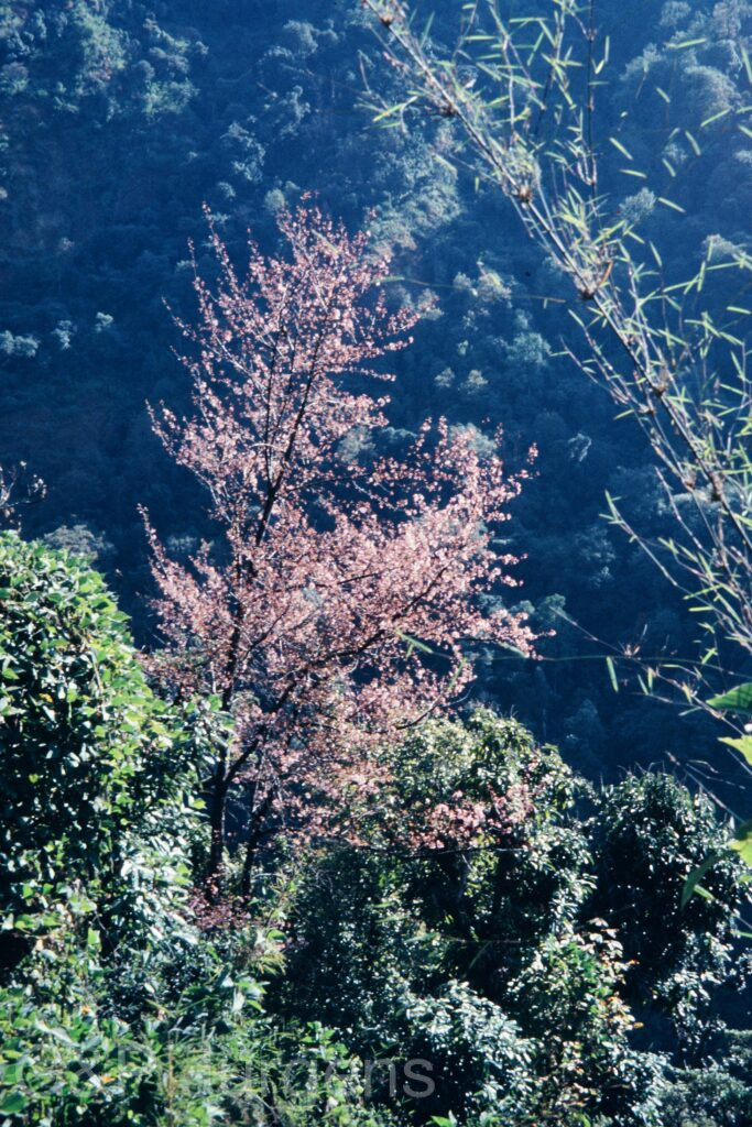 Nepal 95 437 P759 ergebnis