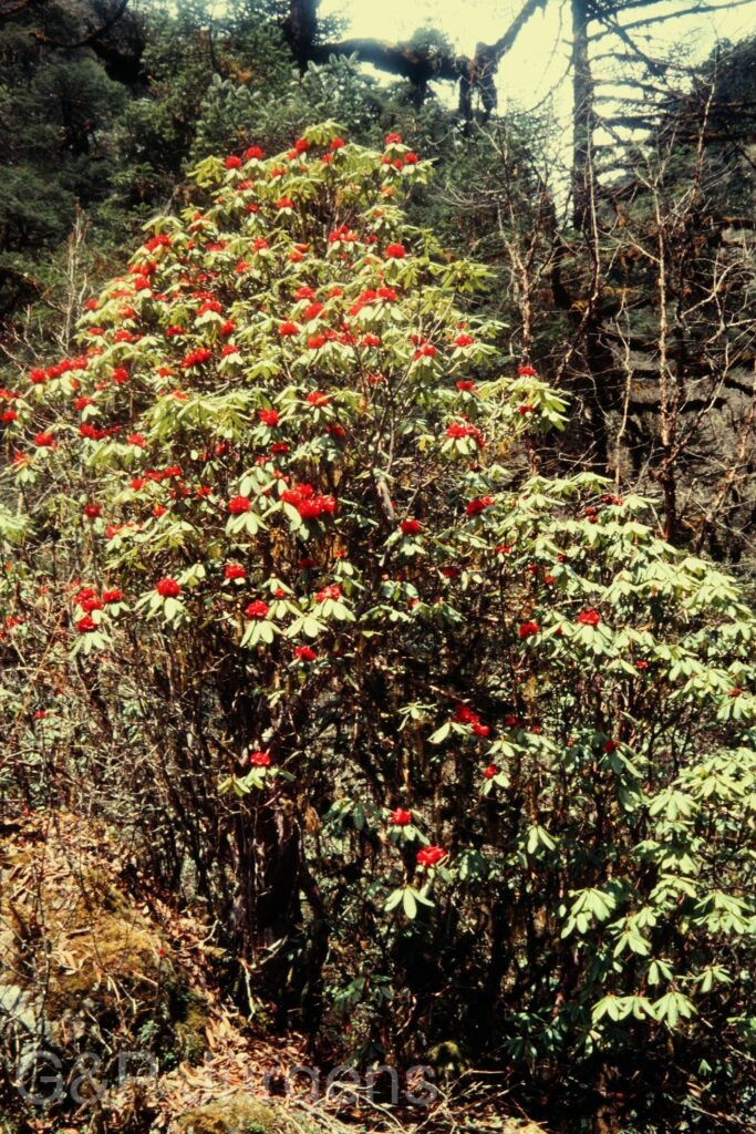 Nepal 97 133 P245