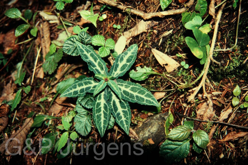 Nepal 97 265 G547