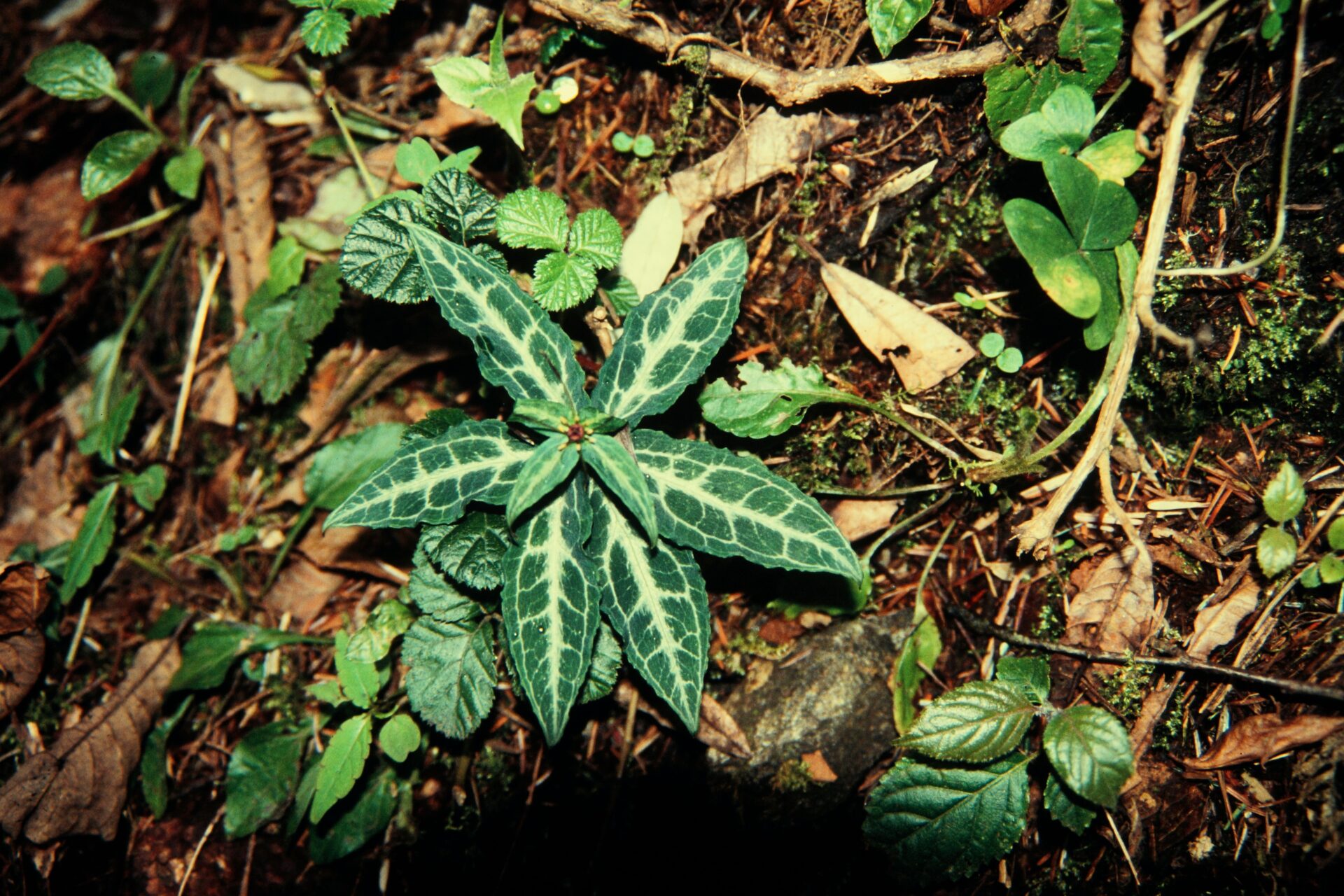 Paris mairei — Melanthiaceae