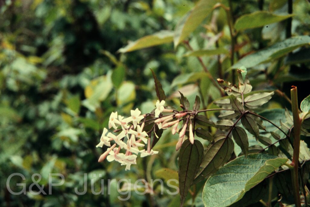 Nepal 97 312 P616