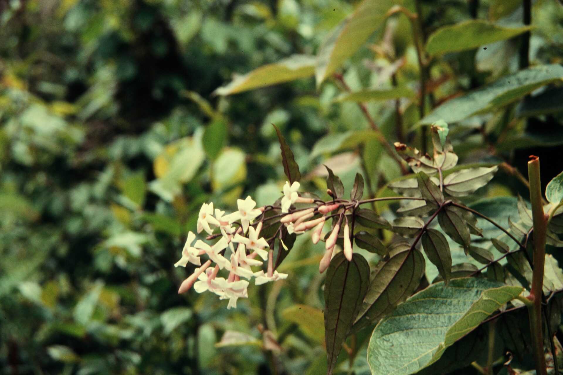 Jasminum dispermum — Oleaceae