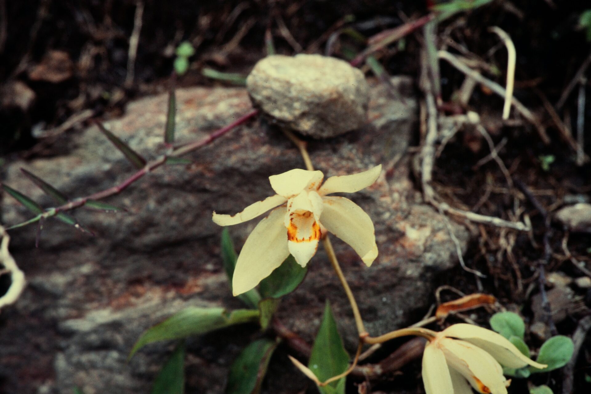Coelogyne flaccida — Orchideaceae