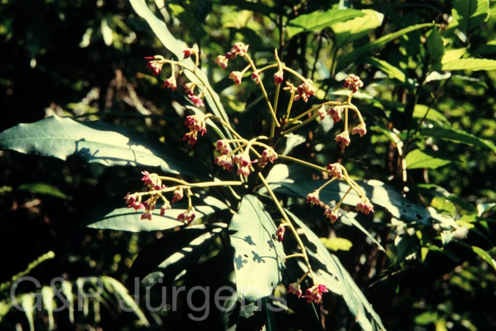 Nepal 97 458 P882