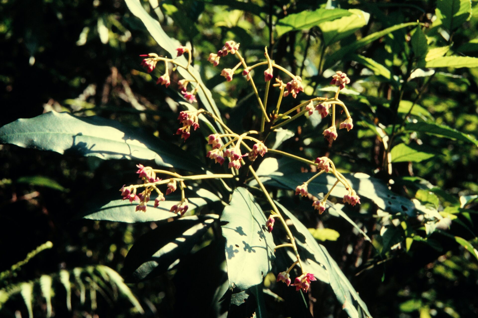 Ardisia solanacea — Primulaceae